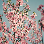  Die Pflaumenblüte steht für Glück (c) Hong Kong Tourism Board